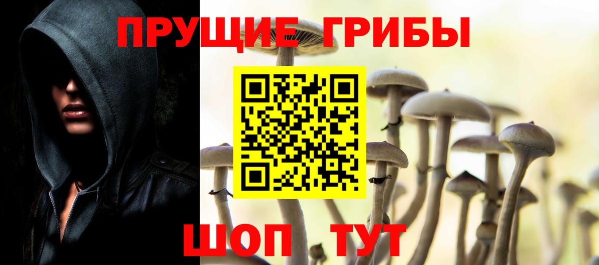 Псилоцибиновые грибы Psilocybe Кудрово